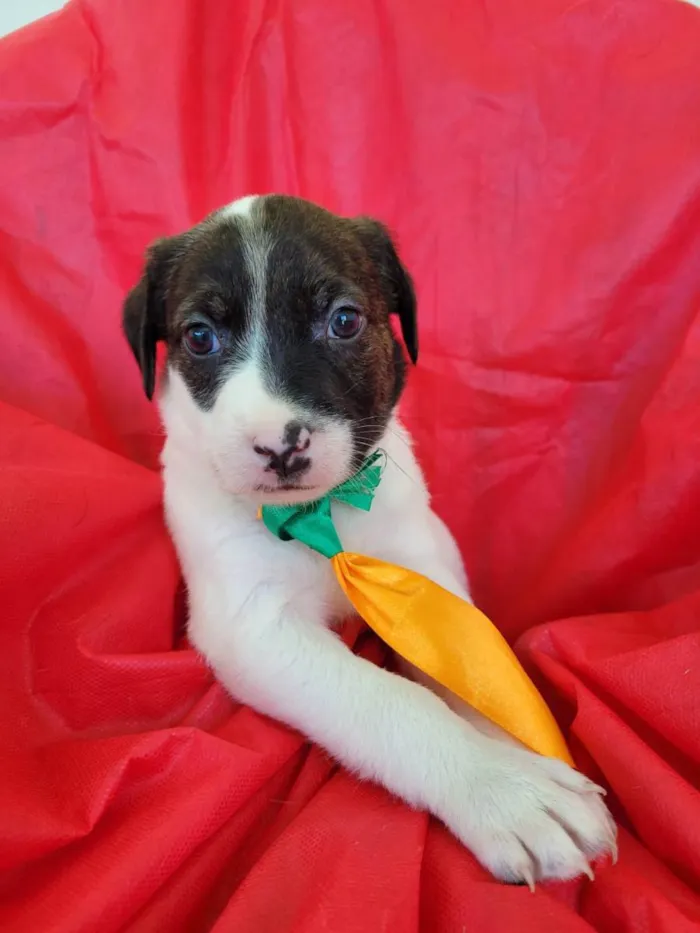 Cachorro ra a Srd idade 2 a 6 meses nome Filhotes 2 meses