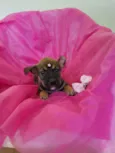 Filhotes 2 meses