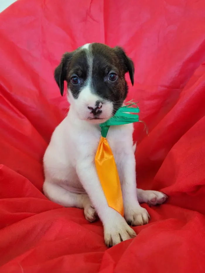 Cachorro ra a Srd idade 2 a 6 meses nome Filhotes 2 meses