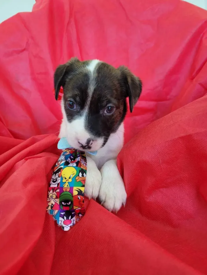 Cachorro ra a Srd idade 2 a 6 meses nome Filhotes 2 meses