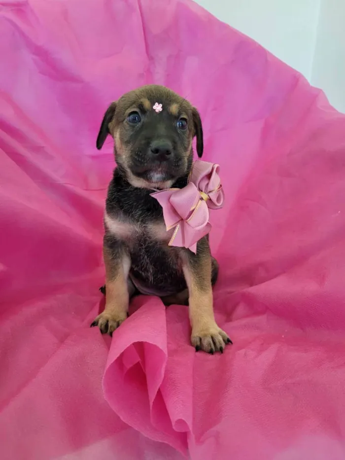 Cachorro ra a Srd idade 2 a 6 meses nome Filhotes 2 meses