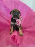 Filhotes 2 meses