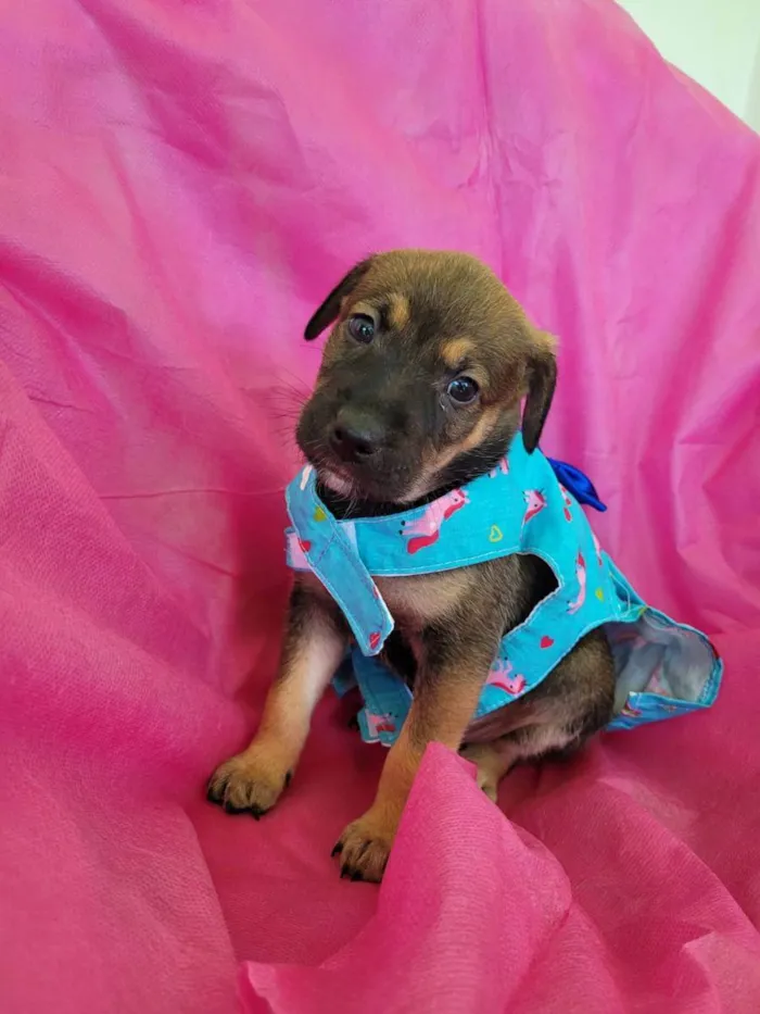 Cachorro ra a Srd idade 2 a 6 meses nome Filhotes 2 meses
