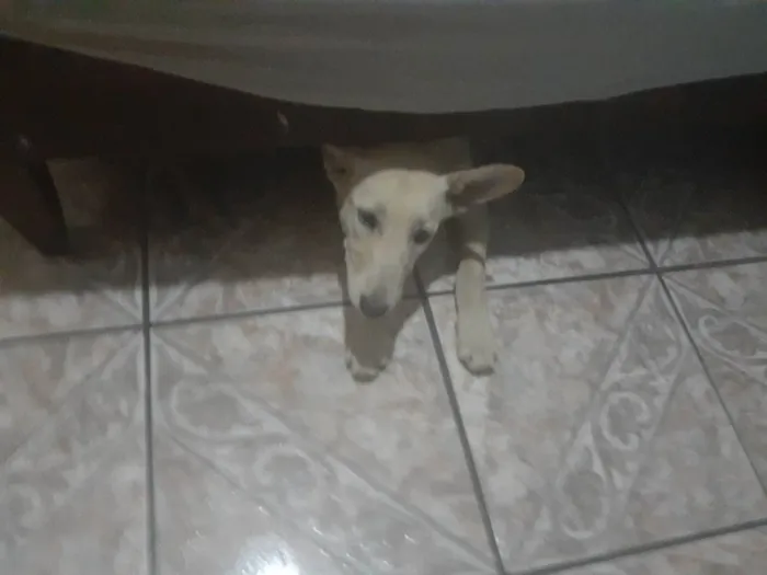 Cachorro ra a Srd idade 7 a 11 meses nome Cristal