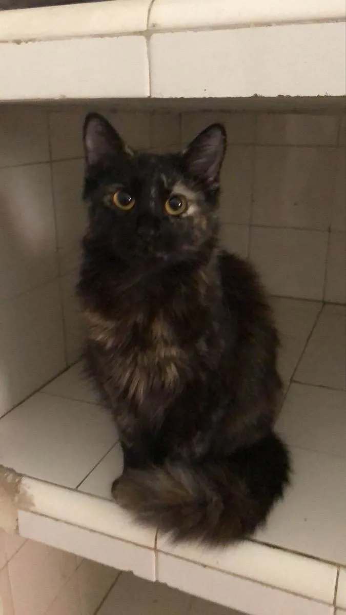 Gato raça Srd idade 7 a 11 meses nome Cristal