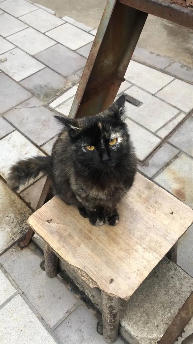 Gato raça Srd idade 7 a 11 meses nome Cristal