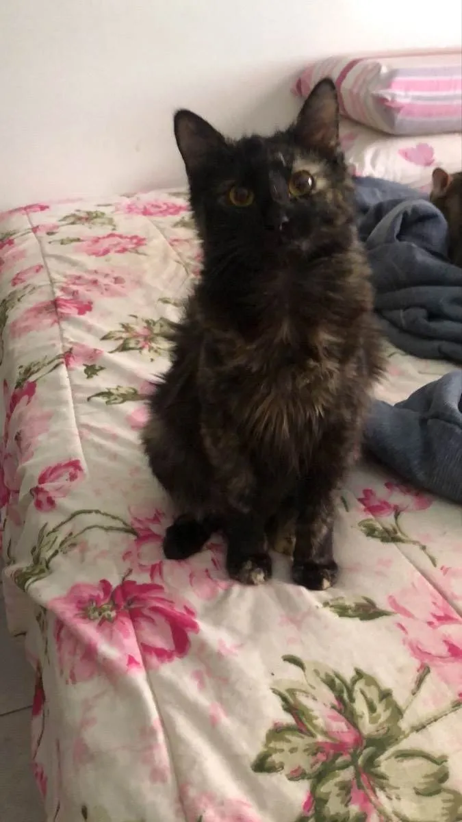 Gato raça Srd idade 7 a 11 meses nome Cristal