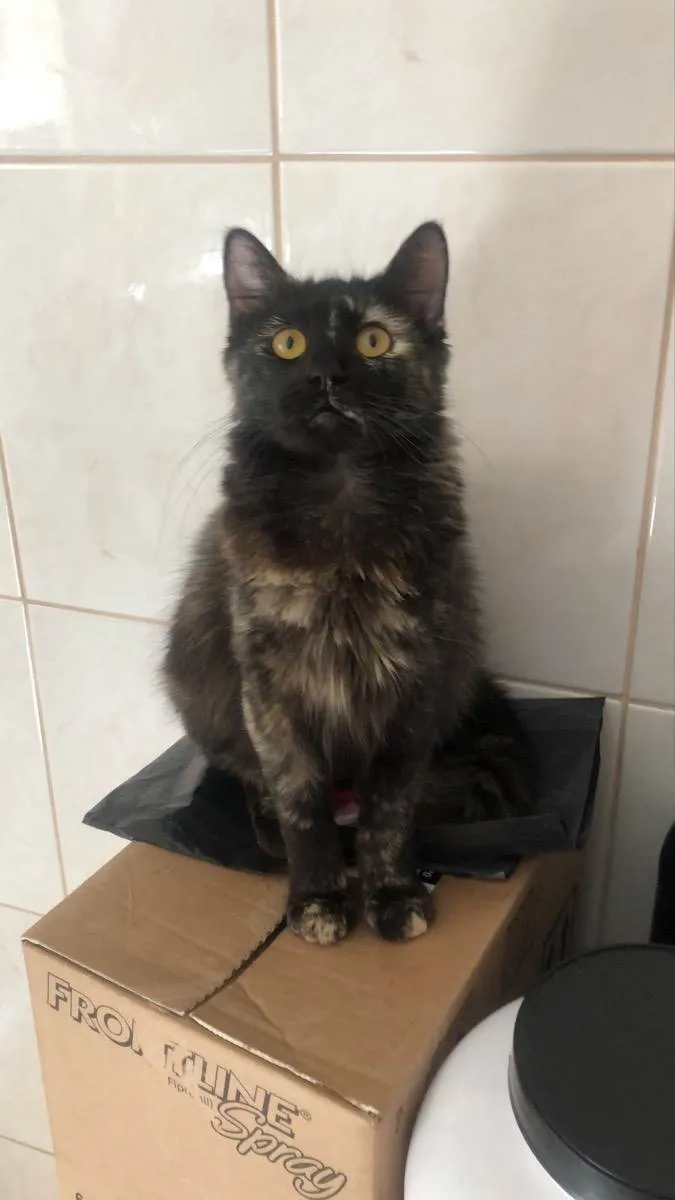 Gato raça Srd idade 7 a 11 meses nome Cristal