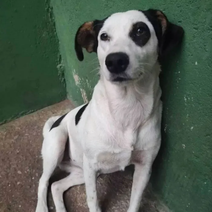 Cachorro ra a SRD idade 1 ano nome Gaia