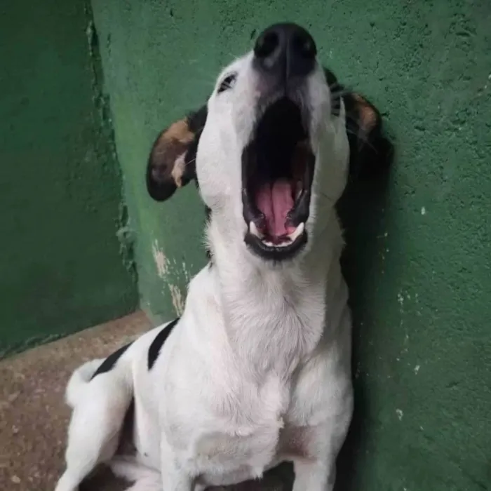 Cachorro ra a SRD idade 1 ano nome Gaia