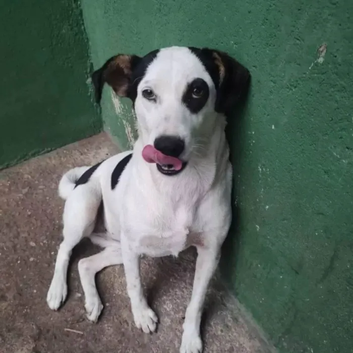 Cachorro ra a SRD idade 1 ano nome Gaia