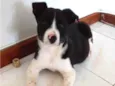 Filhotes 3 meses
