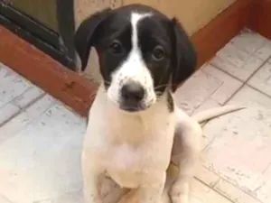Cachorro raça Srd idade 2 a 6 meses nome Filhotes 3 meses