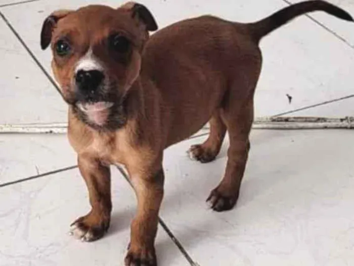 Cachorro ra a Srd idade Abaixo de 2 meses nome Freddie