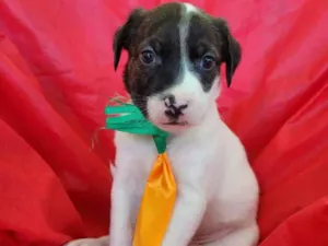 Cachorro raça Srd idade 2 a 6 meses nome Filhotes 2 meses