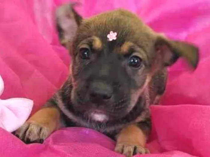 Cachorro ra a Srd idade 2 a 6 meses nome Filhotes 2 meses