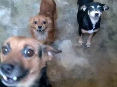 Cachorro raça  idade  nome Pretinho