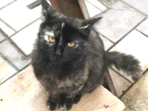 Gato raça Srd idade 7 a 11 meses nome Cristal