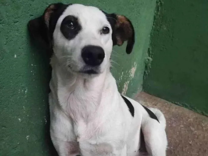 Cachorro ra a SRD idade 1 ano nome Gaia