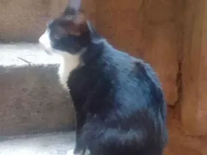 Gato raça Curto preto com detalhes idade 2 anos nome Frajola