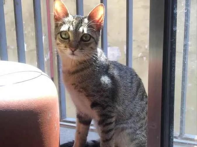 Gato raça Srd idade 7 a 11 meses nome Sofia