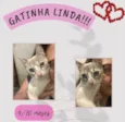 Gato raça Srd idade 7 a 11 meses nome Aline