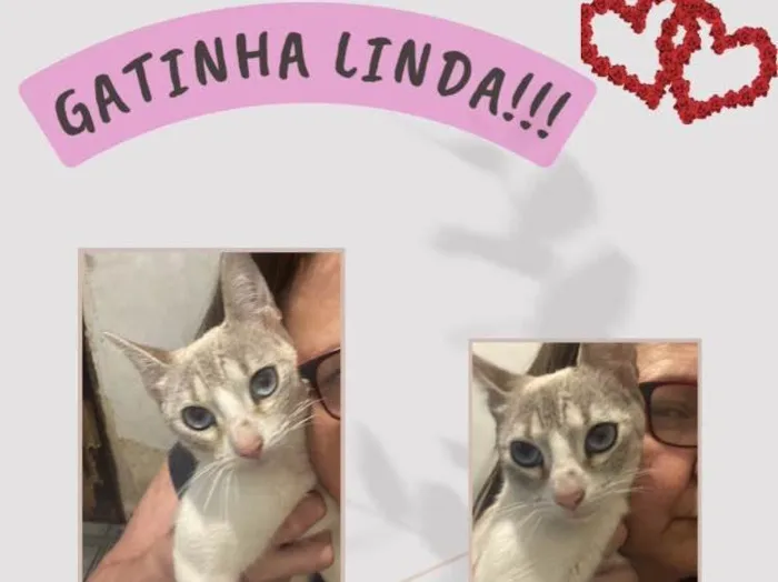 Gato raça Srd idade 7 a 11 meses nome Aline