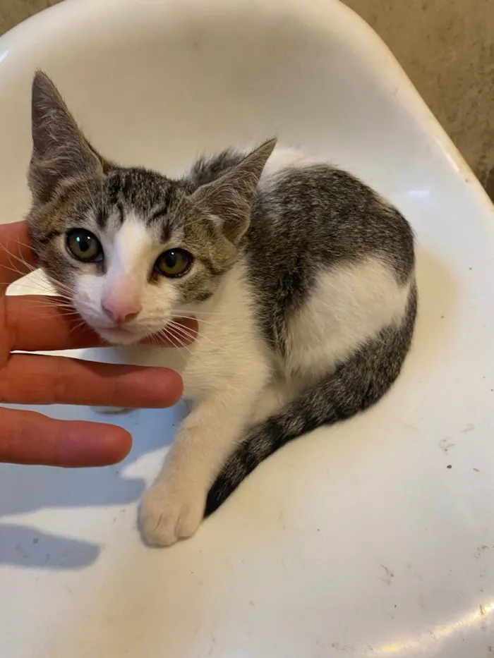 Gato raça Srd idade 2 a 6 meses nome Arnaldinho