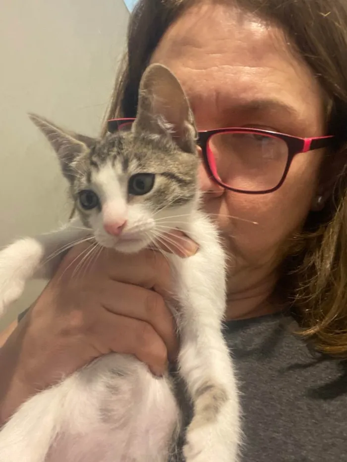 Gato raça Srd idade 2 a 6 meses nome Arnaldinho