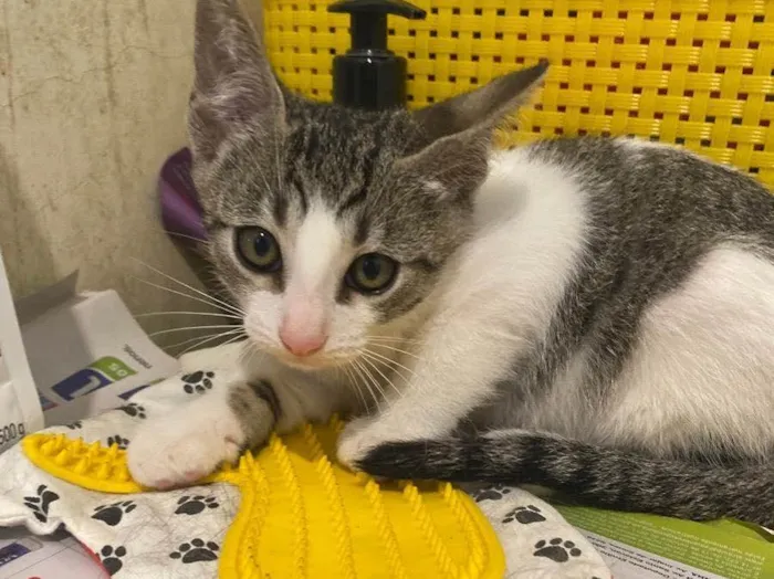 Gato raça Srd idade 2 a 6 meses nome Arnaldinho