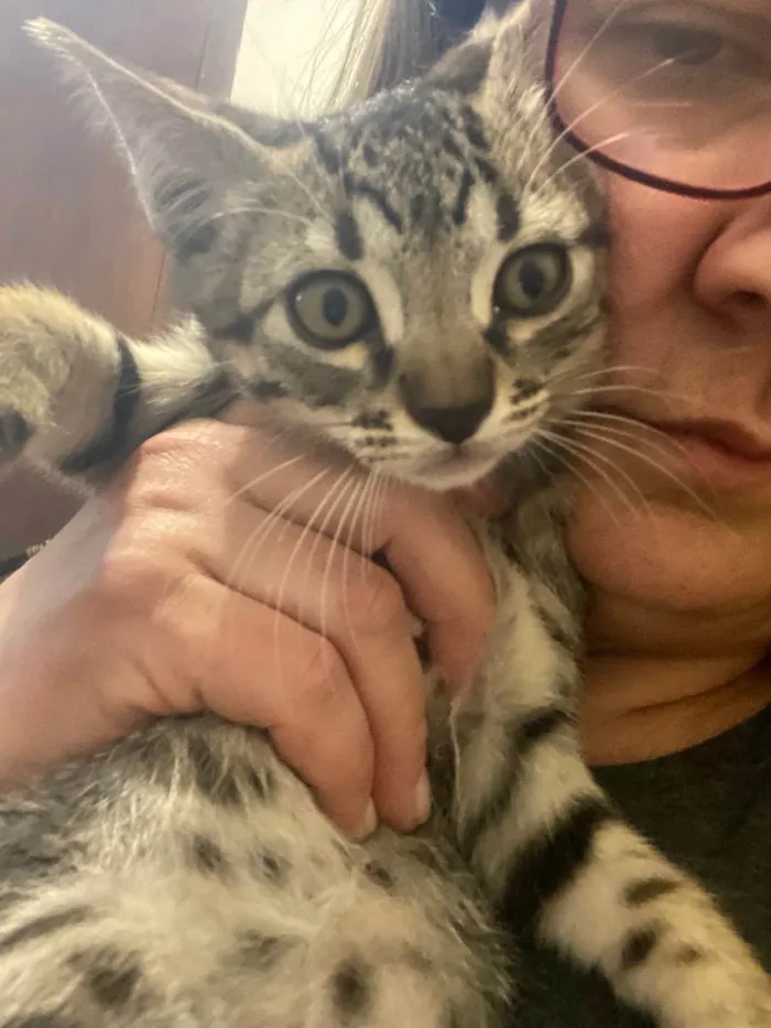 Gato raça Srd idade 2 a 6 meses nome Olavinho