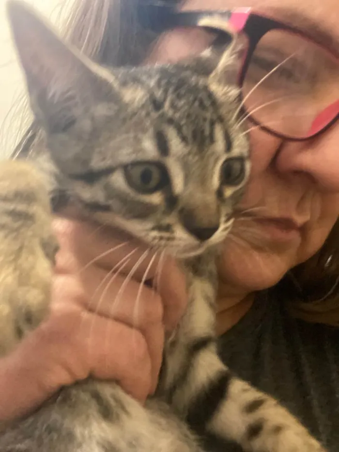 Gato raça Srd idade 2 a 6 meses nome Olavinho