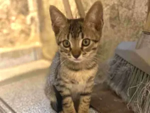 Gato raça Srd idade 2 a 6 meses nome Olavinho