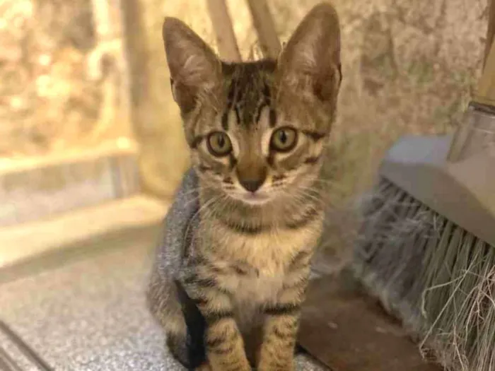 Gato raça Srd idade 2 a 6 meses nome Olavinho