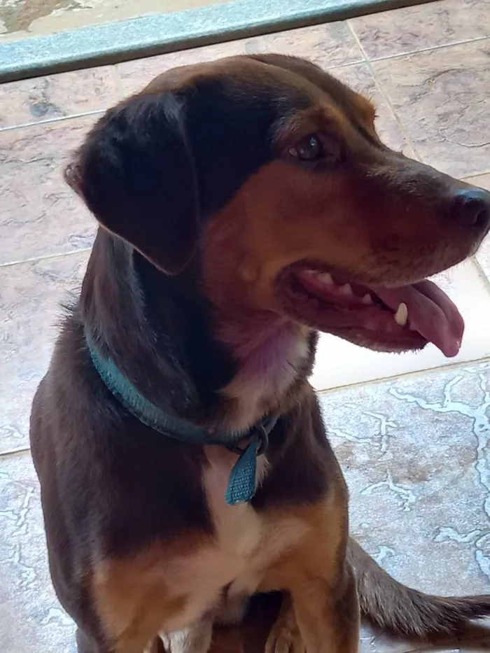 Cachorro ra a SRD idade 5 anos nome Cacau