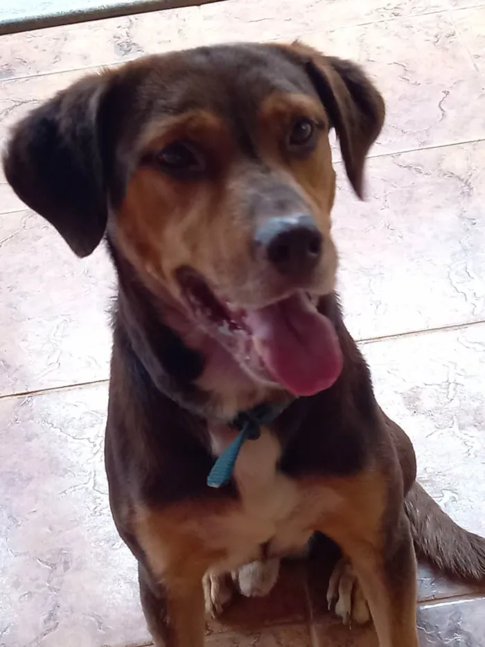 Cachorro ra a SRD idade 5 anos nome Cacau