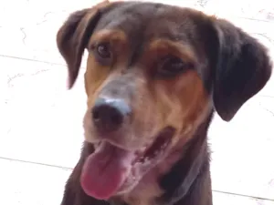 Cachorro raça SRD idade 5 anos nome Cacau