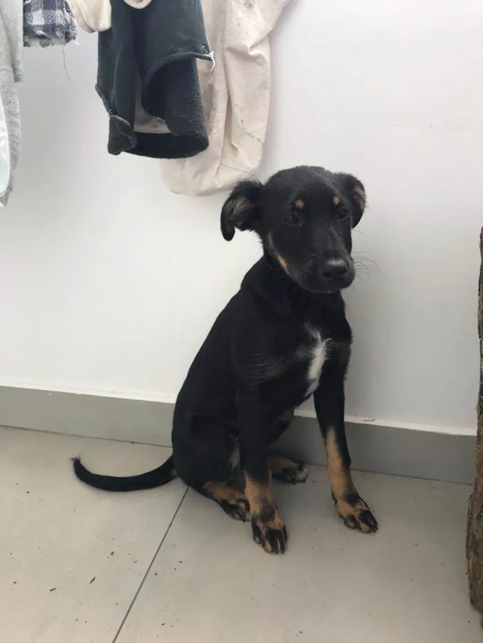 Cachorro ra a Parece cruza de pastor alemão idade 2 a 6 meses nome Sem nome