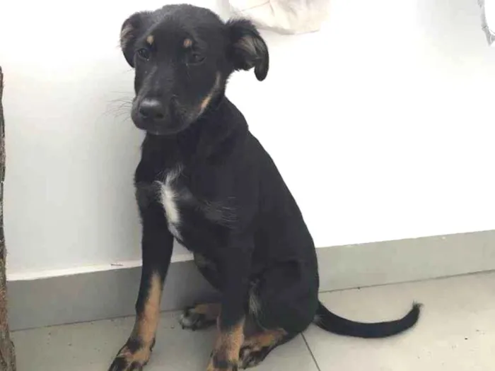 Cachorro ra a Parece cruza de pastor alemão idade 2 a 6 meses nome Sem nome