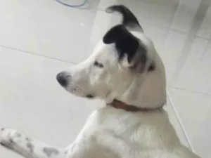 Cachorro raça Vira lata com alguma mistura idade 7 a 11 meses nome Lua 