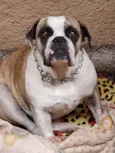 BULLDOG