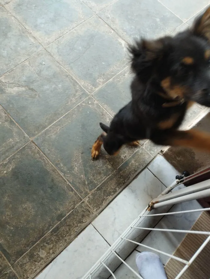 Cachorro ra a  idade 2 a 6 meses nome Juca