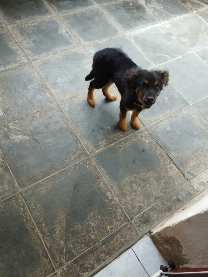 Cachorro ra a  idade 2 a 6 meses nome Juca