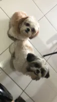 Chica e Zé