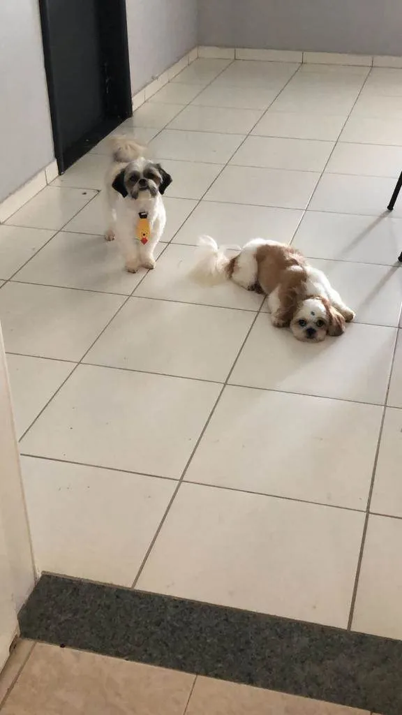 Cachorro ra a Shitzu idade 1 ano nome Chica e Zé
