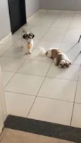Chica e Zé