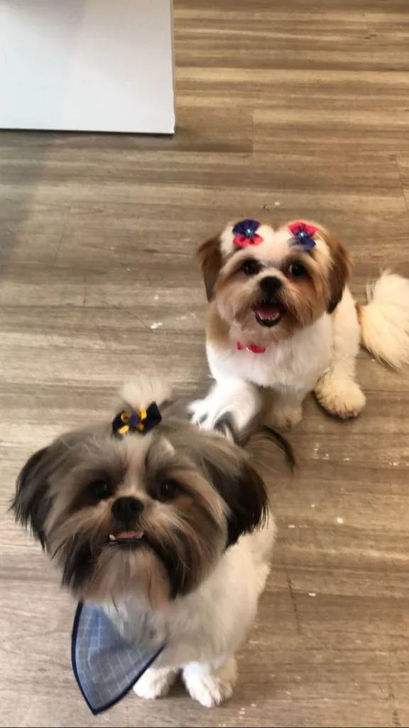 Cachorro ra a Shitzu idade 1 ano nome Chica e Zé