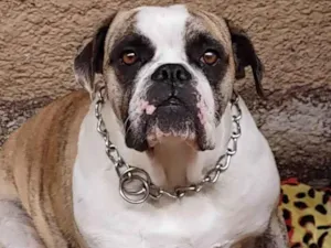 Cachorro raça BULLDOG idade 2 anos nome BULLDOG
