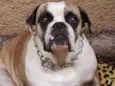 BULLDOG