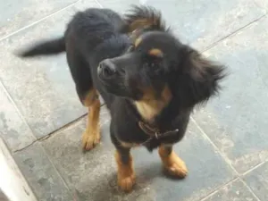 Cachorro raça  idade 2 a 6 meses nome Juca